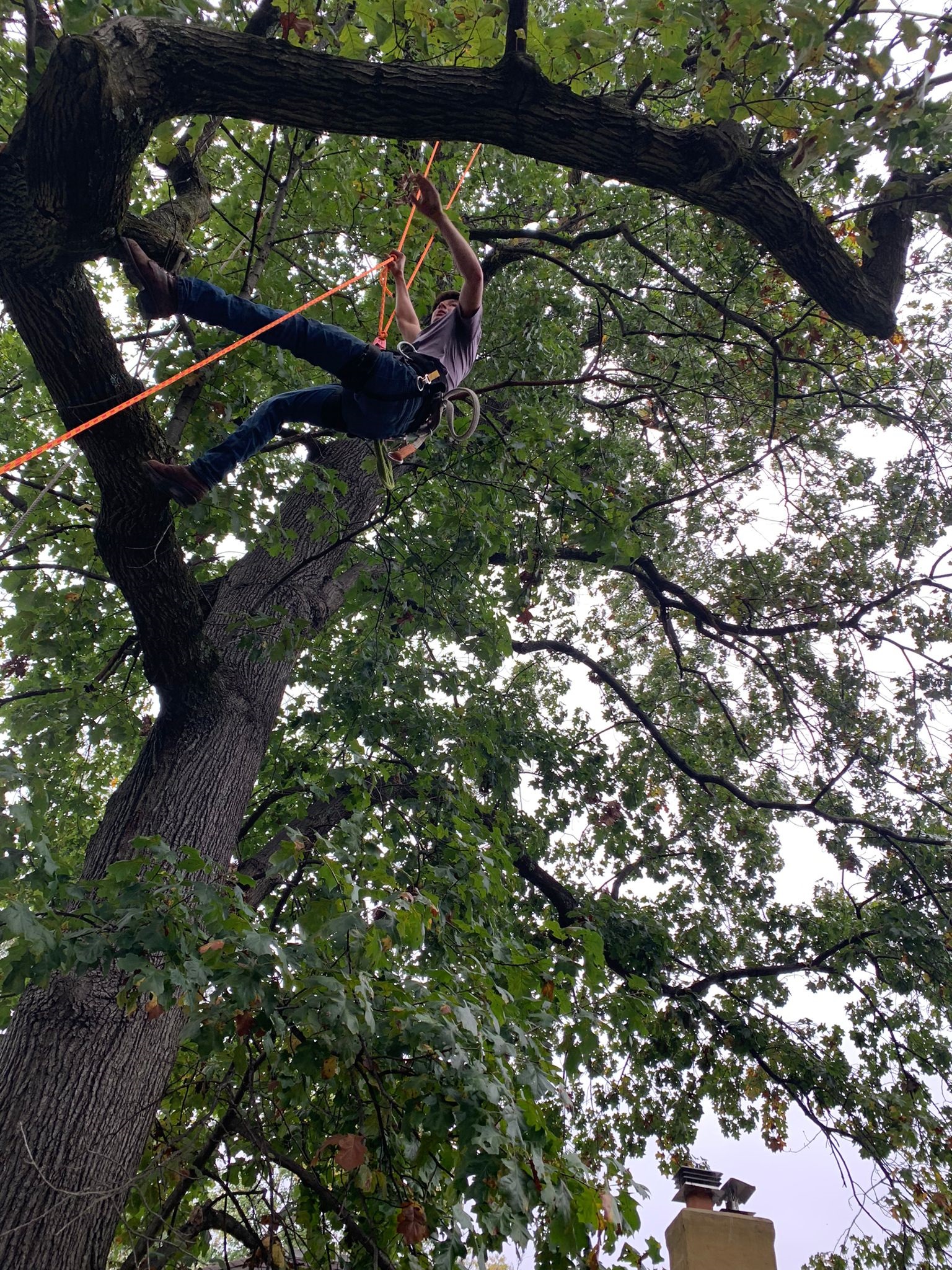 Morales Tree Service Image